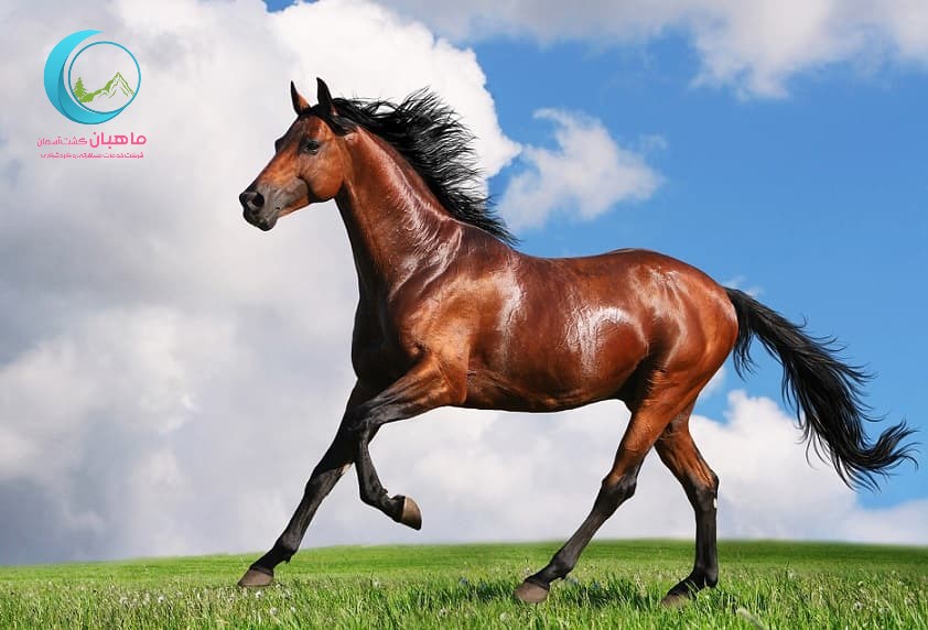 تور ترکمن صحرا تا جزیره آشوراده