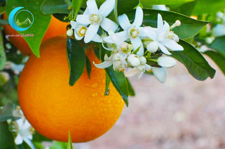 تور عطر بهار نارنج شیراز
