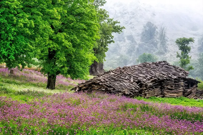 تور سافاری دامنه های درفک تا سوسن چلچراغ