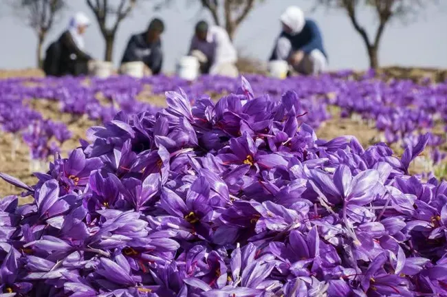 تور نطنز و زعفران چینی طرق رود