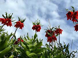 تور لاله های واژگون تا آبشار آب سفید الیگودرز