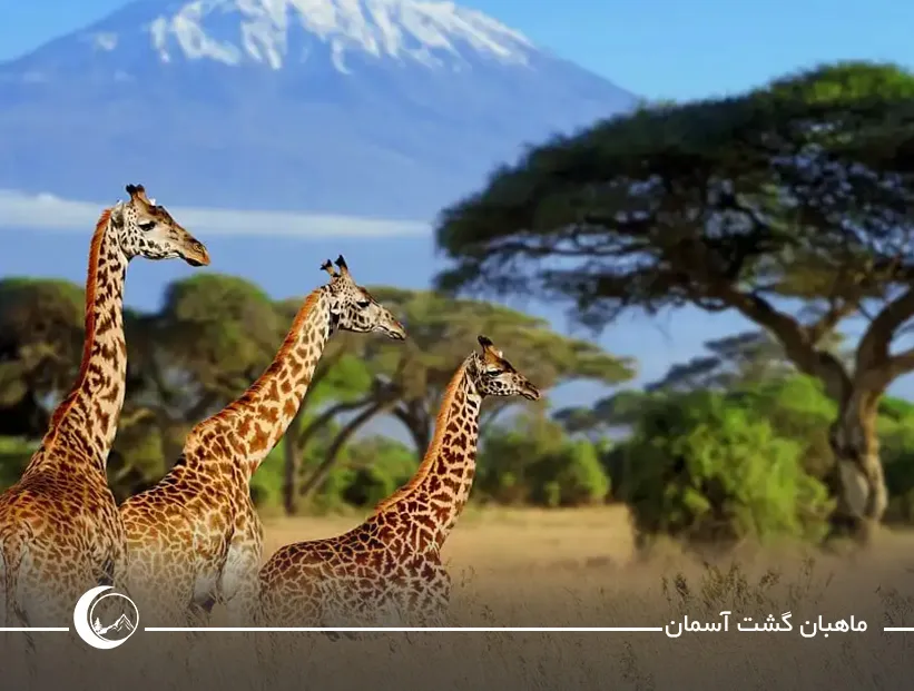 بهترین زمان برای سافاری