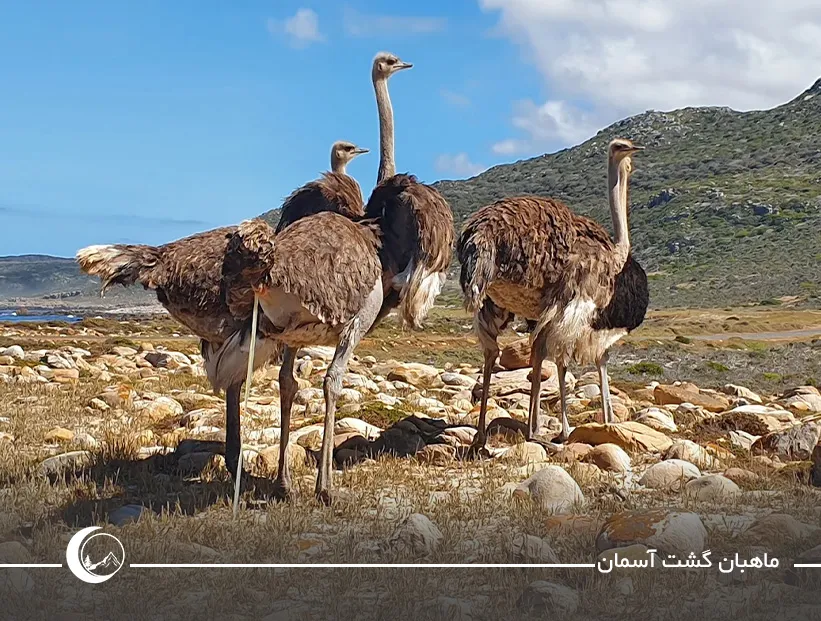 طبیعت و حیات وحش دماغه امید نیک طبیعت و حیات وحش دماغه امید نیک
